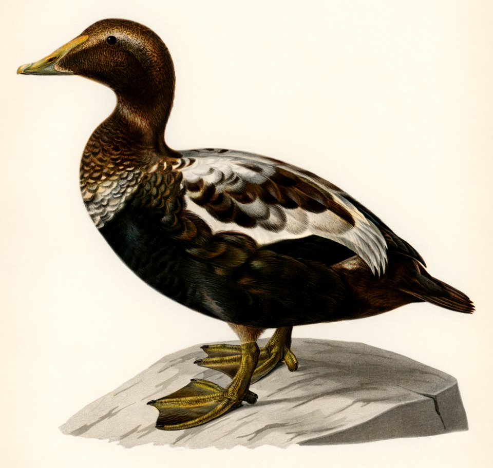 Eider (CORACIAS SOMATERIA MOLLISSIMA) illustrated by the von Wright brothers. Digitally enhanced from our own 1929 folio version of Svenska Fåglar Efter Naturen Och Pa Sten Ritade.