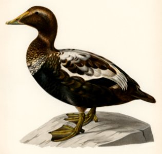 Eider (CORACIAS SOMATERIA MOLLISSIMA) illustrated by the von Wright brothers. Digitally enhanced from our own 1929 folio version of Svenska Fåglar Efter Naturen Och Pa Sten Ritade.. Free illustration for personal and commercial use.