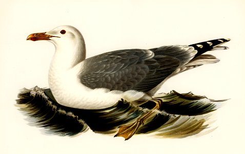 European herring gull (Larus Argentatus) illustrated by the von Wright brothers. Digitally enhanced from our own 1929 folio version of Svenska Fåglar Efter Naturen Och Pa Sten Ritade.. Free illustration for personal and commercial use.