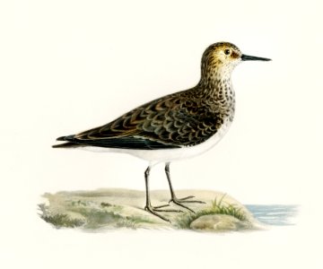 Temminck's Stint (tringa temminckii) illustrated by the von Wright brothers. Digitally enhanced from our own 1929 folio version of Svenska Fåglar Efter Naturen Och Pa Sten Ritade.