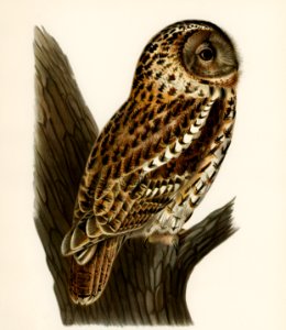 Strix aluco (Tawny owl) illustrated by the von Wright brothers. Digitally enhanced from our own 1929 folio version of Svenska Fåglar Efter Naturen Och Pa Sten Ritade.