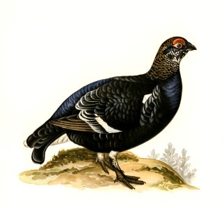 Black grouse (Lyrurus Tetrix) illustrated by the von Wright brothers. Digitally enhanced from our own 1929 folio version of Svenska Fåglar Efter Naturen Och Pa Sten Ritade.