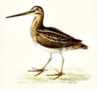 Common snipe (capella gallinago) illustrated by the von Wright brothers. Digitally enhanced from our own 1929 folio version of Svenska Fåglar Efter Naturen Och Pa Sten Ritade.. Free illustration for personal and commercial use.
