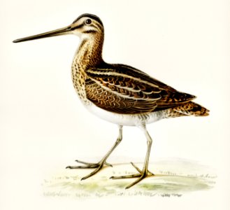 Common snipe (capella gallinago) illustrated by the von Wright brothers. Digitally enhanced from our own 1929 folio version of Svenska Fåglar Efter Naturen Och Pa Sten Ritade.