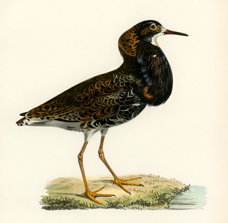Ruff (Pavoncella pugnaxr) illustrated by the von Wright brothers. Digitally enhanced from our own 1929 folio version of Svenska Fåglar Efter Naturen Och Pa Sten Ritade.