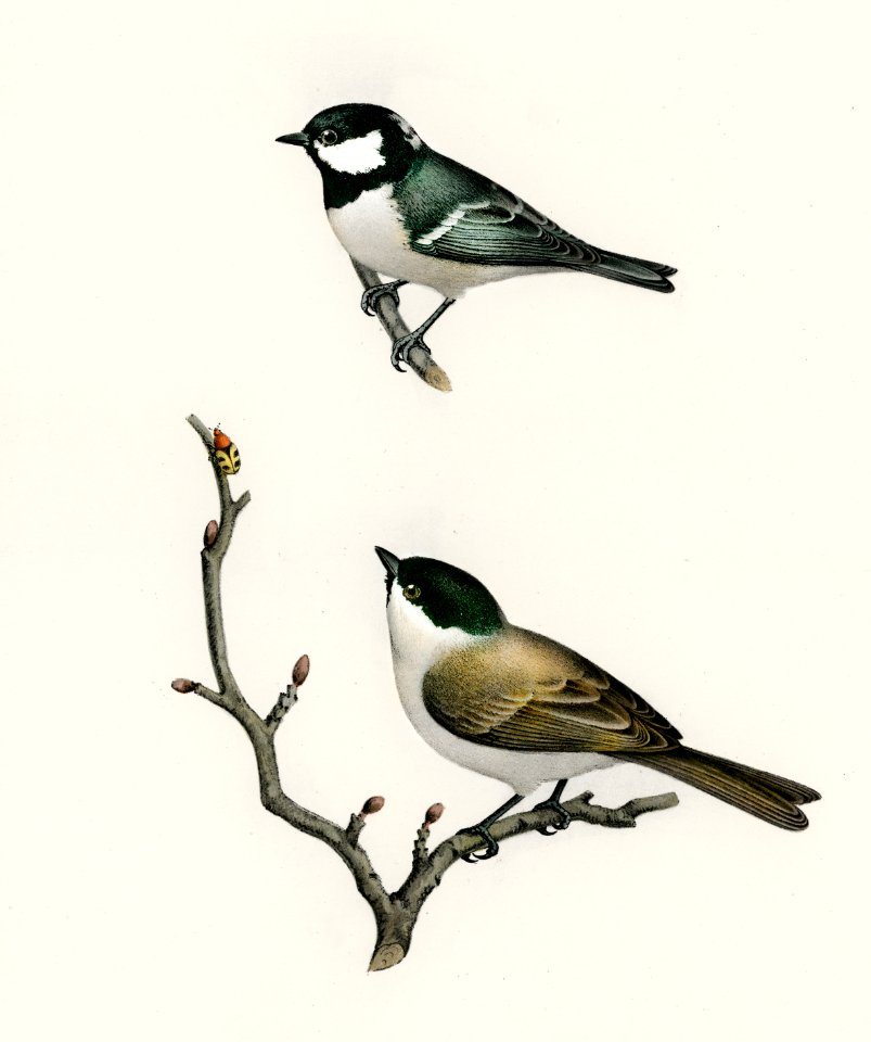 Coal Tit (Parus Ater) and Marsh Tit (Parus Palustris) illustrated by the von Wright brothers. Digitally enhanced from our own 1929 folio version of Svenska Fåglar Efter Naturen Och Pa Sten Ritade.
