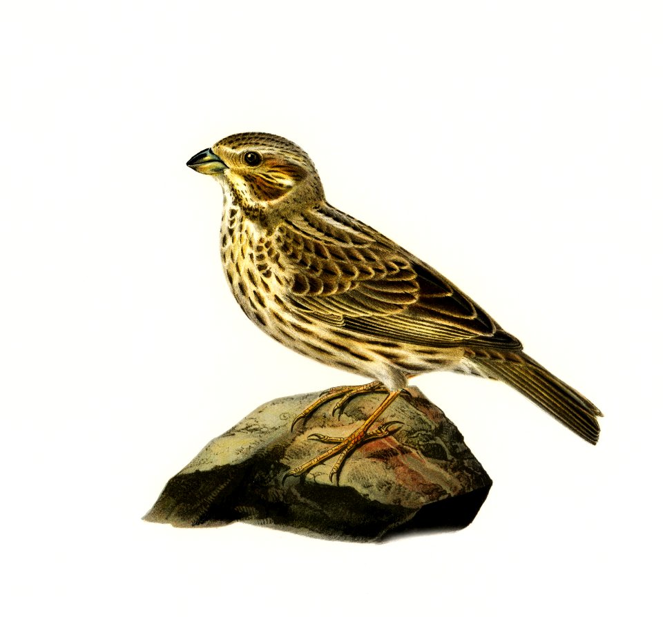 Corn bunting (EMBERIZA CARLANDRA) illustrated by the von Wright brothers. Digitally enhanced from our own 1929 folio version of Svenska Fåglar Efter Naturen Och Pa Sten Ritade.