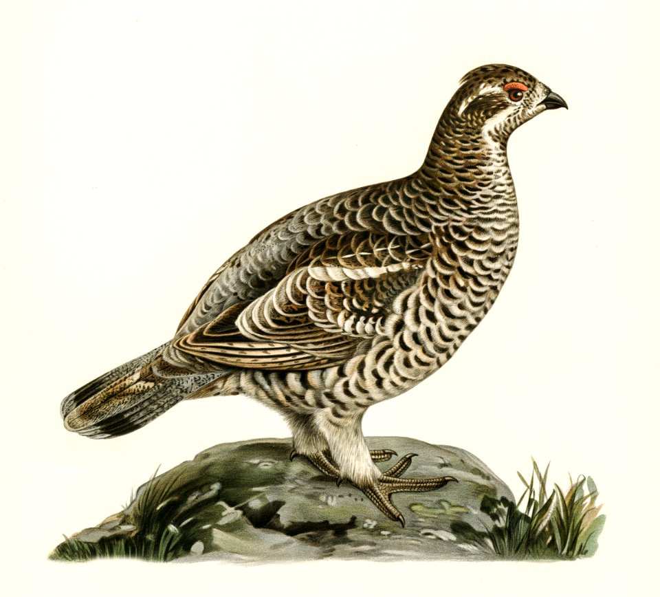 Hazel grouse (Tetrastes Bonasia) illustrated by the von Wright brothers. Digitally enhanced from our own 1929 folio version of Svenska Fåglar Efter Naturen Och Pa Sten Ritade.