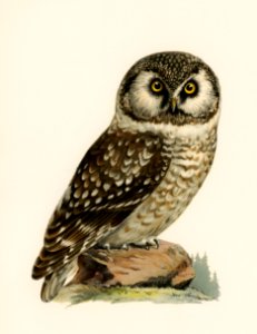Boreal Owl, Tengmalm's Owl (Aegolius funereus) illustrated by the von Wright brothers. Digitally enhanced from our own 1929 folio version of Svenska Fåglar Efter Naturen Och Pa Sten Ritade.. Free illustration for personal and commercial use.