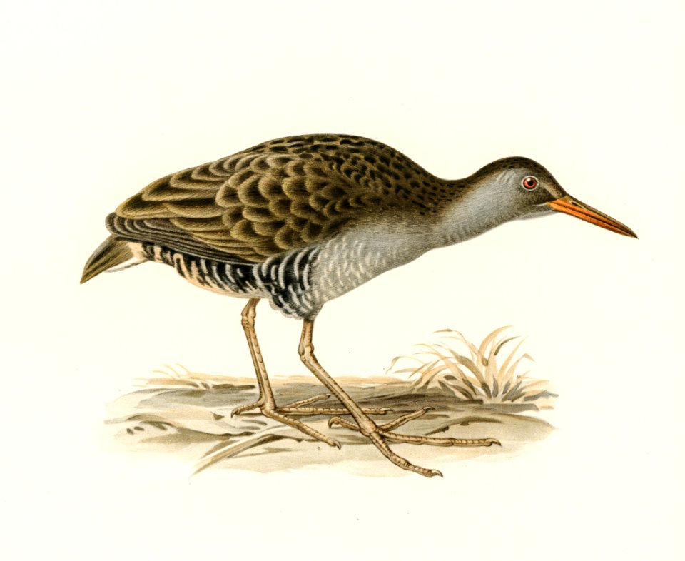 Water rail (Rallus aquaticus) illustrated by the von Wright brothers. Digitally enhanced from our own 1929 folio version of Svenska Fåglar Efter Naturen Och Pa Sten Ritade.