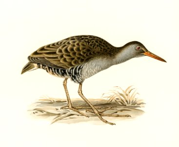 Water rail (Rallus aquaticus) illustrated by the von Wright brothers. Digitally enhanced from our own 1929 folio version of Svenska Fåglar Efter Naturen Och Pa Sten Ritade.