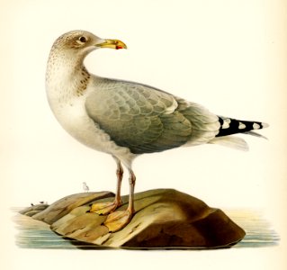 European herring gull (Larus argentatus) illustrated by the von Wright brothers. Digitally enhanced from our own 1929 folio version of Svenska Fåglar Efter Naturen Och Pa Sten Ritade.. Free illustration for personal and commercial use.