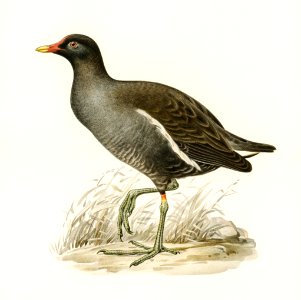 Common moorhen (gallinula chloropus) illustrated by the von Wright brothers. Digitally enhanced from our own 1929 folio version of Svenska Fåglar Efter Naturen Och Pa Sten Ritade.. Free illustration for personal and commercial use.