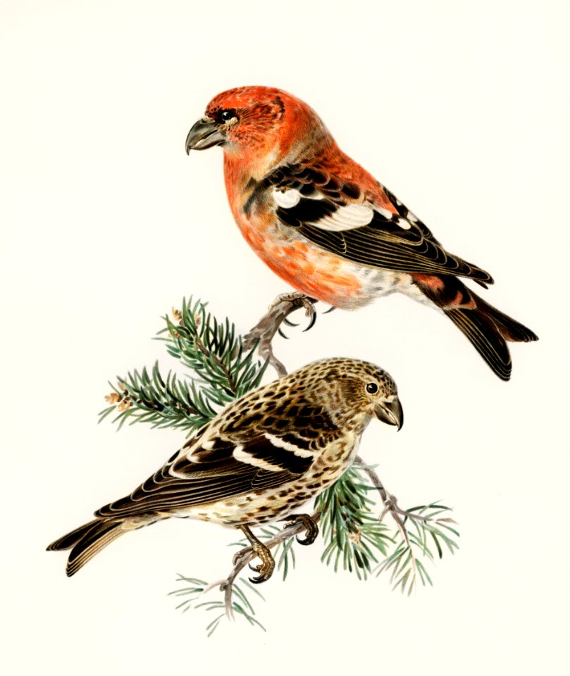 Two-barred crossbill (Loxia leucoptera bifasciata) illustrated by the von Wright brothers. Digitally enhanced from our own 1929 folio version of Svenska Fåglar Efter Naturen Och Pa Sten Ritade.