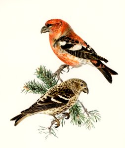 Two-barred crossbill (Loxia leucoptera bifasciata) illustrated by the von Wright brothers. Digitally enhanced from our own 1929 folio version of Svenska Fåglar Efter Naturen Och Pa Sten Ritade.