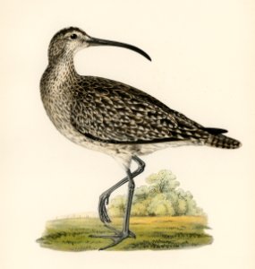 Whimbrel (Numenius phaeopus) illustrated by the von Wright brothers. Digitally enhanced from our own 1929 folio version of Svenska Fåglar Efter Naturen Och Pa Sten Ritade.. Free illustration for personal and commercial use.