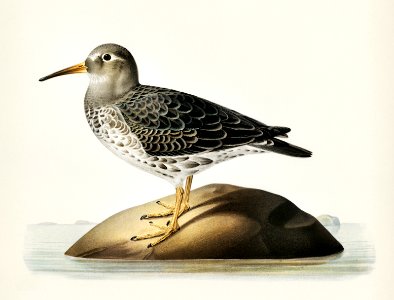 Purple Sandpiper (tringa maritima) illustrated by the von Wright brothers. Digitally enhanced from our own 1929 folio version of Svenska Fåglar Efter Naturen Och Pa Sten Ritade.