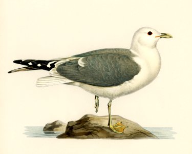 Common gull (larus canu) illustrated by the von Wright brothers. Digitally enhanced from our own 1929 folio version of Svenska Fåglar Efter Naturen Och Pa Sten Ritade.. Free illustration for personal and commercial use.