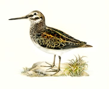 Jack snipe (Lymnocryptes minimus) illustrated by the von Wright brothers. Digitally enhanced from our own 1929 folio version of Svenska Fåglar Efter Naturen Och Pa Sten Ritade.