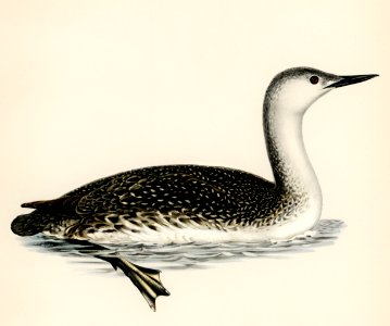 Red-thoated loon (Colymbus stellatus) illustrated by the von Wright brothers. Digitally enhanced from our own 1929 folio version of Svenska Fåglar Efter Naturen Och Pa Sten Ritade.