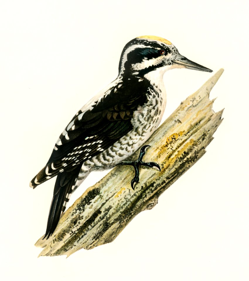 Three-toed woodpecker (Picoides Tridactylu) illustrated by the von Wright brothers. Digitally enhanced from our own 1929 folio version of Svenska Fåglar Efter Naturen Och Pa Sten Ritade.