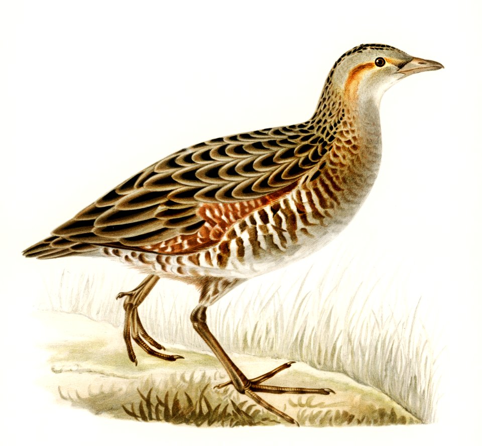 Corn crex (CREX CREX) illustrated by the von Wright brothers. Digitally enhanced from our own 1929 folio version of Svenska Fåglar Efter Naturen Och Pa Sten Ritade.
