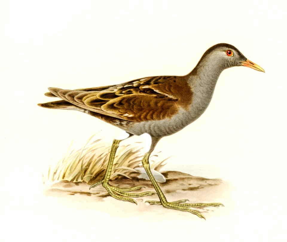 Little crake (porzana parva) illustrated by the von Wright brothers. Digitally enhanced from our own 1929 folio version of Svenska Fåglar Efter Naturen Och Pa Sten Ritade.