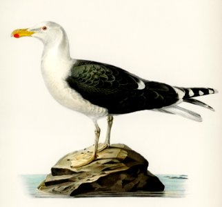 Great black-backed gull (Larus Marinus) illustrated by the von Wright brothers. Digitally enhanced from our own 1929 folio version of Svenska Fåglar Efter Naturen Och Pa Sten Ritade.. Free illustration for personal and commercial use.