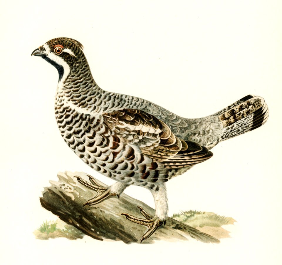 Hazel grouse (Tetrastes bonasia) illustrated by the von Wright brothers. Digitally enhanced from our own 1929 folio version of Svenska Fåglar Efter Naturen Och Pa Sten Ritade.