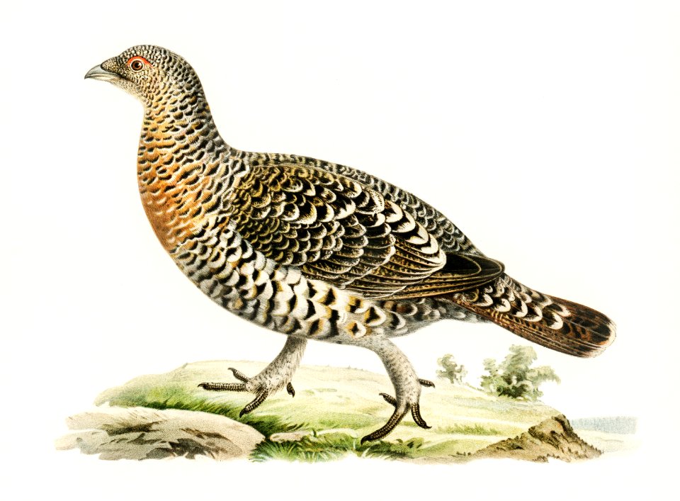 Western Capercaillie (Tetrao Urogallus )illustrated by the von Wright brothers. Digitally enhanced from our own 1929 folio version of Svenska Fåglar Efter Naturen Och Pa Sten Ritade.