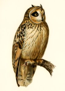 Short-eared Owl (Asio flammeus) illustrated by the von Wright brothers. Digitally enhanced from our own 1929 folio version of Svenska Fåglar Efter Naturen Och Pa Sten Ritade.. Free illustration for personal and commercial use.