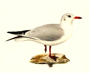 Black-headed gull (Larus Ridibundus) illustrated by the von Wright brothers. Digitally enhanced from our own 1929 folio version of Svenska Fåglar Efter Naturen Och Pa Sten Ritade.. Free illustration for personal and commercial use.