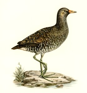 Water rail (Rallus Aquaticus) illustrated by the von Wright brothers. Digitally enhanced from our own 1929 folio version of Svenska Fåglar Efter Naturen Och Pa Sten Ritade.