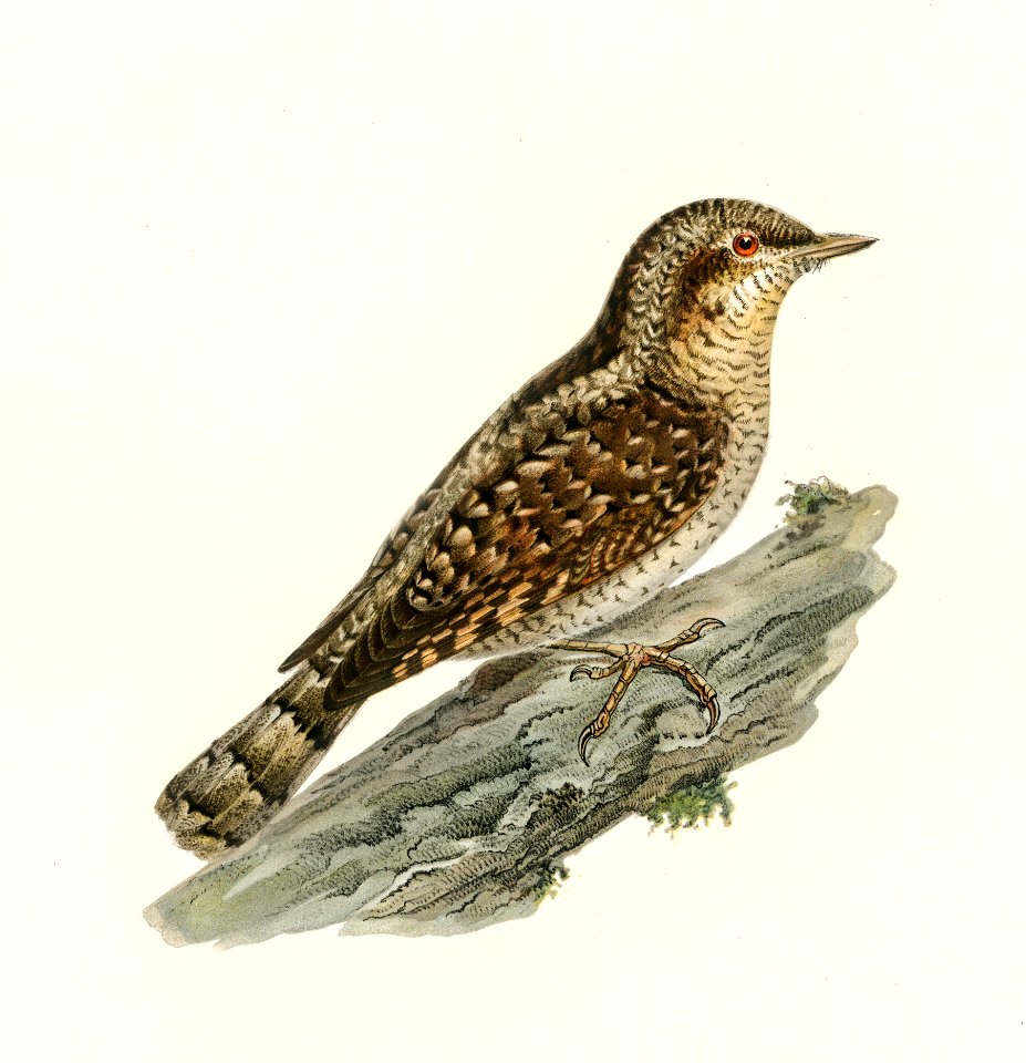 Eurasian wryneck (Jynx torquilla) illustrated by the von Wright brothers. Digitally enhanced from our own 1929 folio version of Svenska Fåglar Efter Naturen Och Pa Sten Ritade.