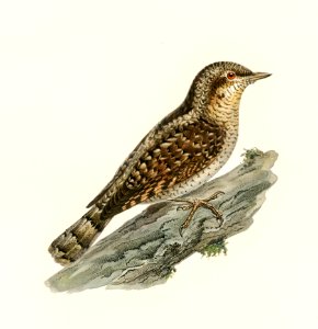 Eurasian wryneck (Jynx torquilla) illustrated by the von Wright brothers. Digitally enhanced from our own 1929 folio version of Svenska Fåglar Efter Naturen Och Pa Sten Ritade.. Free illustration for personal and commercial use.