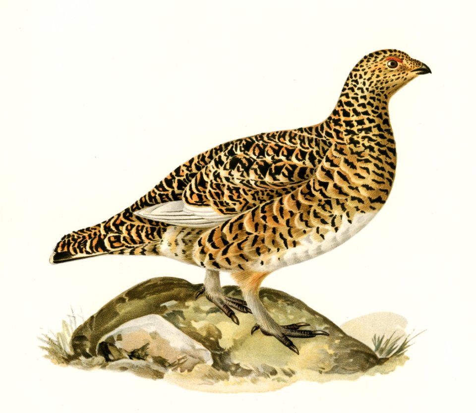Willow ptarmigan female (Lagopus lagoups) illustrated by the von Wright brothers. Digitally enhanced from our own 1929 folio version of Svenska Fåglar Efter Naturen Och Pa Sten Ritade.
