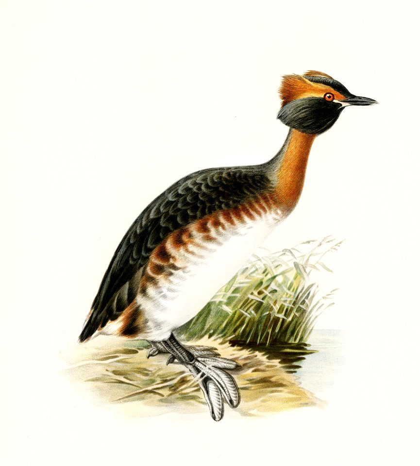 Horned grebe-in spring (Podiceps auritus) illustrated by the von Wright brothers. Digitally enhanced from our own 1929 folio version of Svenska Fåglar Efter Naturen Och Pa Sten Ritade.
