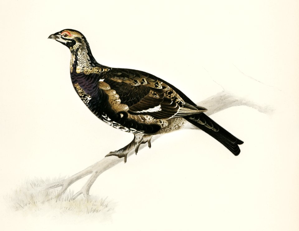 Hybrid between Black grouse and Willow ptarmigan (Yrurus tetrix x lagopus lagopus) illustrated by the von Wright brothers. Digitally enhanced from our own 1929 folio version of Svenska Fåglar Efter Naturen Och Pa Sten Ritade.