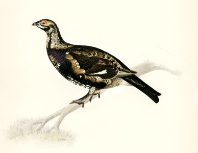 Hybrid between Black grouse and Willow ptarmigan (Yrurus tetrix x lagopus lagopus) illustrated by the von Wright brothers. Digitally enhanced from our own 1929 folio version of Svenska Fåglar Efter Naturen Och Pa Sten Ritade.