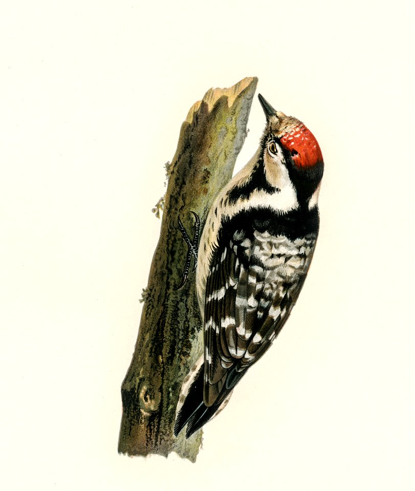 Lesser spotted woodpecker (Dryobates minor) illustrated by the von Wright brothers. Digitally enhanced from our own 1929 folio version of Svenska Fåglar Efter Naturen Och Pa Sten Ritade.