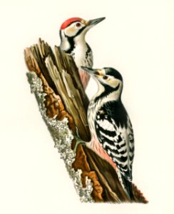 White-backed woodpecker 1♀ , 2♂ (Dryobates leucotus) illustrated by the von Wright brothers. Digitally enhanced from our own 1929 folio version of Svenska Fåglar Efter Naturen Och Pa Sten Ritade.. Free illustration for personal and commercial use.