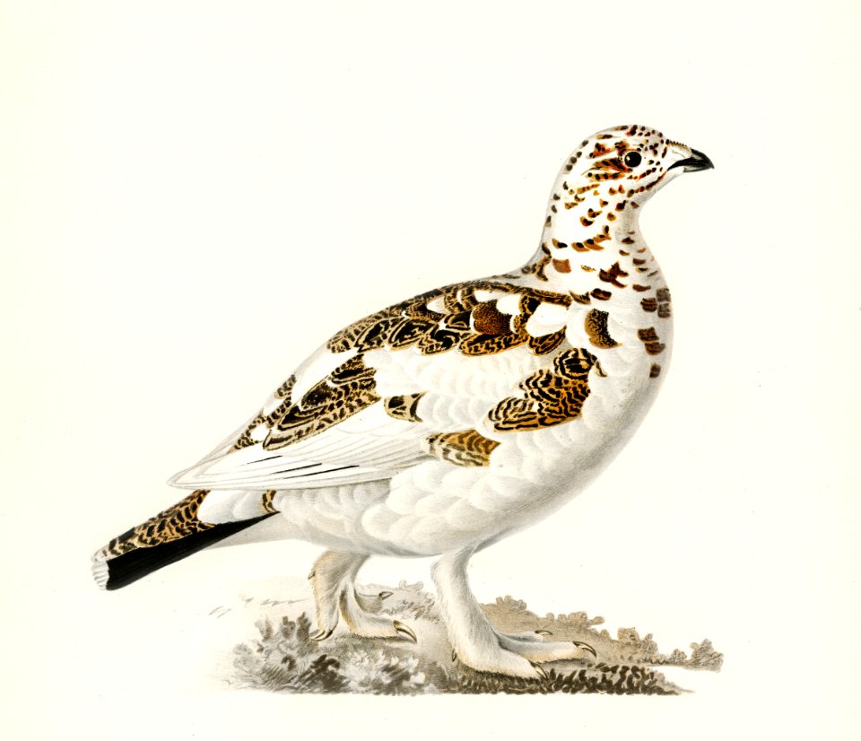 Willow ptarmigan (Lagopus lagopus ) illustrated by the von Wright brothers. Digitally enhanced from our own 1929 folio version of Svenska Fåglar Efter Naturen Och Pa Sten Ritade.