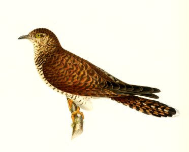 Common cuckoo-female ♀ (Cuculus canorus) illustrated by the von Wright brothers. Digitally enhanced from our own 1929 folio version of Svenska Fåglar Efter Naturen Och Pa Sten Ritade.