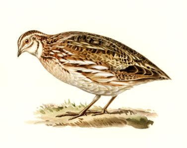 Common quail (Coturnix coturnix) illustrated by the von Wright brothers. Digitally enhanced from our own 1929 folio version of Svenska Fåglar Efter Naturen Och Pa Sten Ritade.