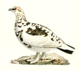Rock ptarmigan (Lagopus mutus) illustrated by the von Wright brothers. Digitally enhanced from our own 1929 folio version of Svenska Fåglar Efter Naturen Och Pa Sten Ritade.. Free illustration for personal and commercial use.