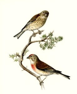 Common linnet (Acanthis cannabina) illustrated by the von Wright brothers. Digitally enhanced from our own 1929 folio version of Svenska Fåglar Efter Naturen Och Pa Sten Ritade.. Free illustration for personal and commercial use.