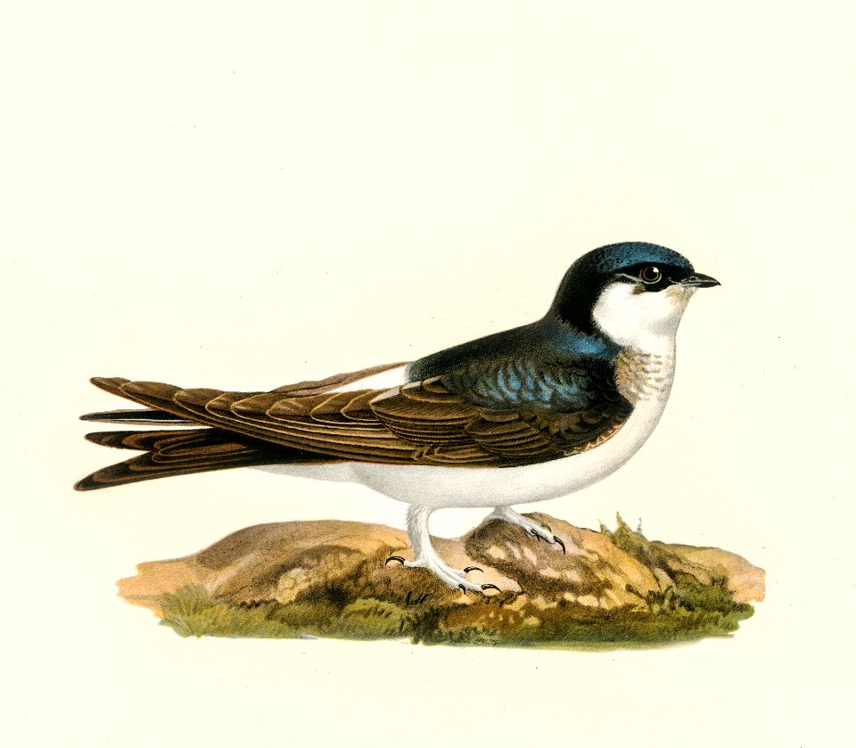 Hirundo Urbica illustrated by the von Wright brothers. Digitally enhanced from our own 1929 folio version of Svenska Fåglar Efter Naturen Och Pa Sten Ritade.