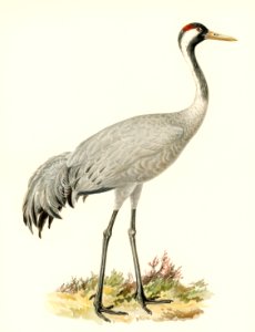 Common Crane (Grus Grus) illustrated by the von Wright brothers. Digitally enhanced from our own 1929 folio version of Svenska Fåglar Efter Naturen Och Pa Sten Ritade.. Free illustration for personal and commercial use.