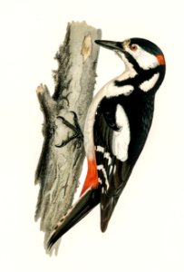 Great spotted woodpecker-male (Dryobates major) illustrated by the von Wright brothers. Digitally enhanced from our own 1929 folio version of Svenska Fåglar Efter Naturen Och Pa Sten Ritade.