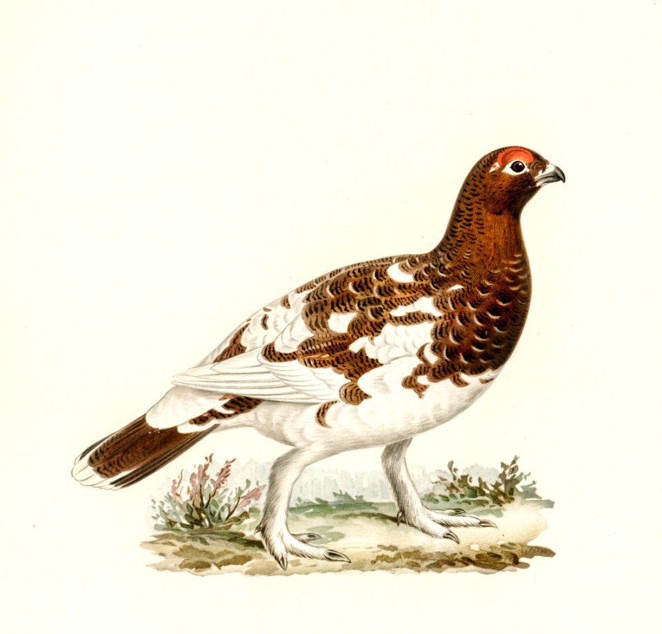Willow ptarmigan illustrated by the von Wright brothers. Digitally enhanced from our own 1929 folio version of Svenska Fåglar Efter Naturen Och Pa Sten Ritade.